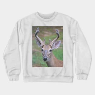 Antler Boy - white tailed deer Crewneck Sweatshirt